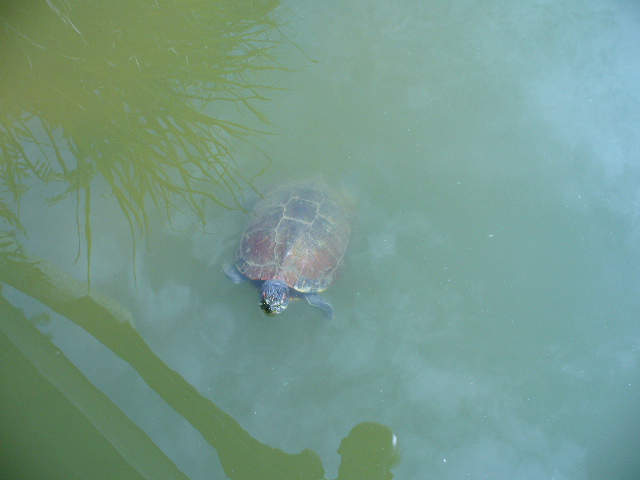 kanagawa-pond-nobeoka-snapping-turtle.jpg